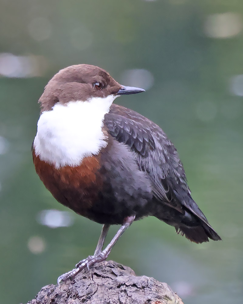 Dipper